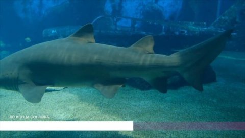 Большая рыба во сне. Сонник, толкование сна. Онлайн сонник.