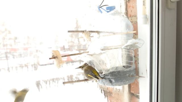 Зеленушка обыкновенная (лат. - Carduelis chloris)