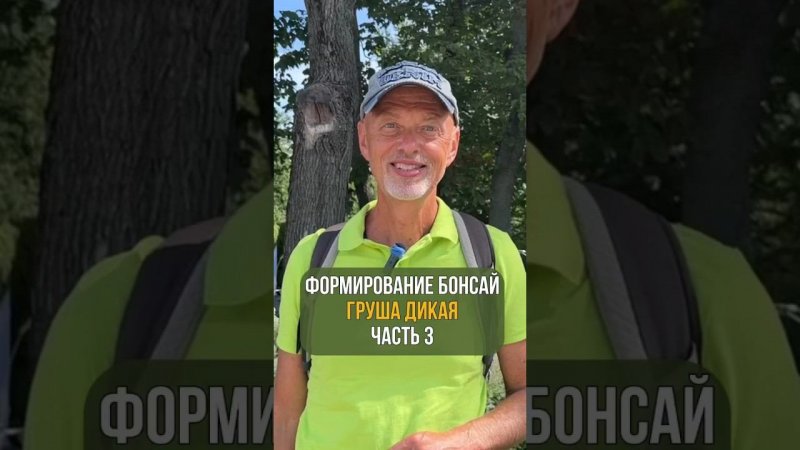 Формирование бонсай. ГРУША ДИКАЯ. Часть 3.