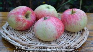 Яблоня Башкирский красавец