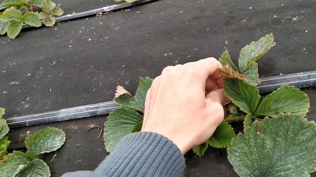 Междурядья на грядках Клубники смотреть онлайн