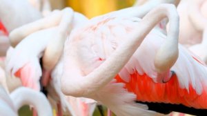 4K HDR 60 КАДРОВ В секунду DOLBY VISION - НАСТОЯЩАЯ КИНЕМАТОГРАФИЧНОСТЬ