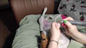 Спиливание когтей собаки фрезой