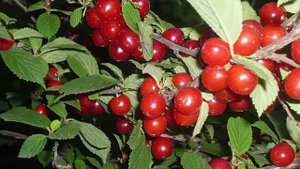 Что растет в Сибири Размножение растений - Садовых и Комнатных секреты выращивания Экзотика Уход