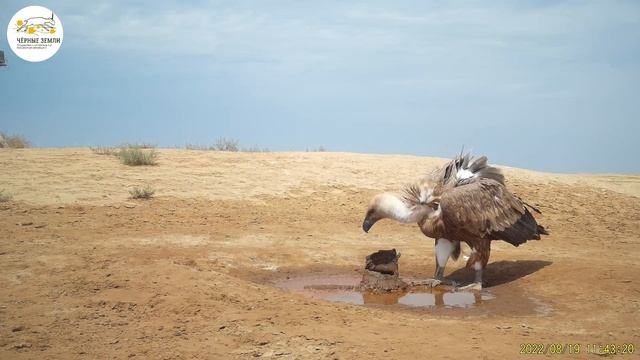 Приоткрывая заповедные двери… В очереди за газировкой смотреть онлайн