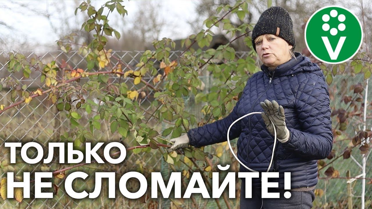 ЕЖЕВИКА САДОВАЯ – КАК УКРЫТЬ И НЕ СЛОМАТЬ ПРИ ЭТОМ?! И не забудьте обрезать малину!