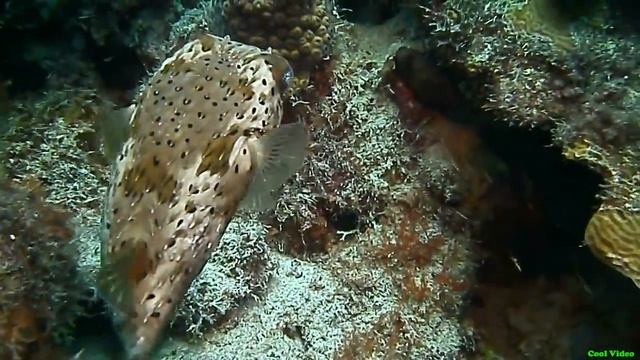 Рыба-ёж (Balloon Fish) смотреть онлайн