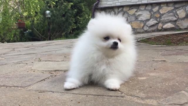 Шпиц мини мишка мальчик белый смотреть онлайн