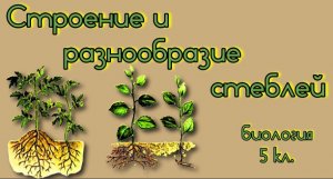 Строение и разнообразие стеблей Биология 5 кл..