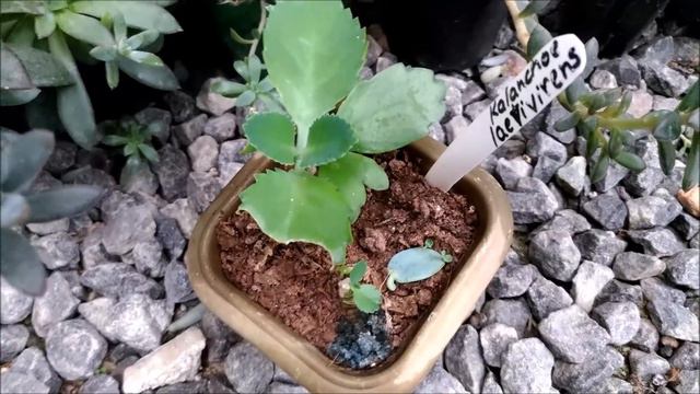 Echeveria green light e varal de suculentas na chuva. смотреть онлайн