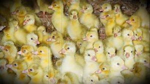 Холмогоры лучшая мясосальная порода гусей