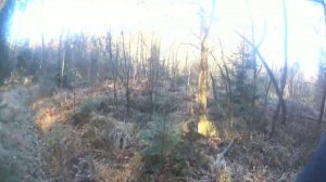 Манок на Рябчика. И испытания его.#манок#рябчик#охота#