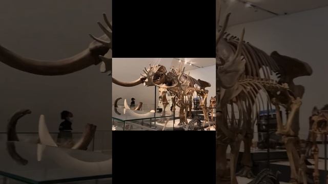 Royal Ontario Museum #ontariocanada#royalontariomuseum#shorts#travel