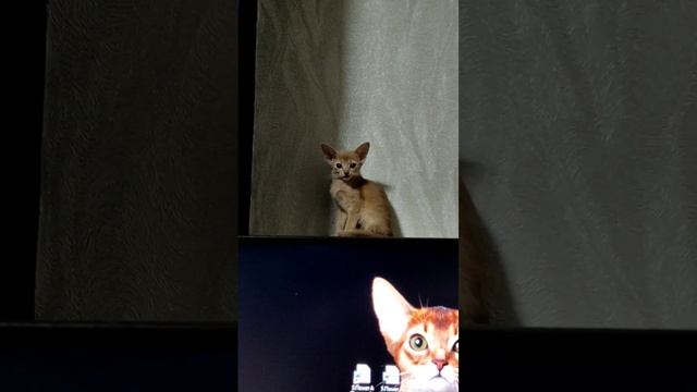 Взгляд компьютерного мастера после выполнения работы. в роли мастера абиссинская кошечка окраса фав смотреть онлайн