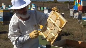 Сотовый мед