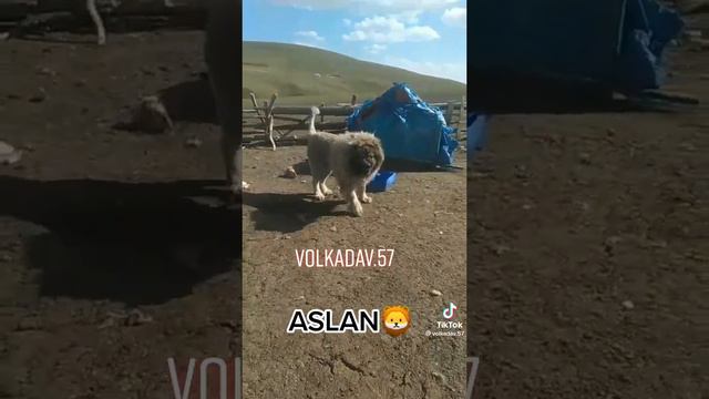 Caucasian shepherd dog, кавказская овчарка, Qafqaz ovcarkasi