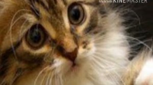 Клип киса киса