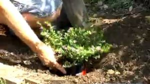 How to Grow Mexican Heather : Digging the Holes: Growing Mexican Heather: Home Gardening Tips & Adv