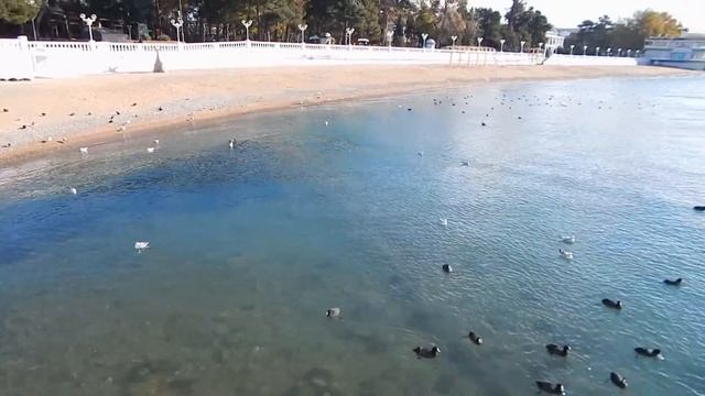 Собачий холод в Геленджике. 13 Ноября 2018 смотреть онлайн