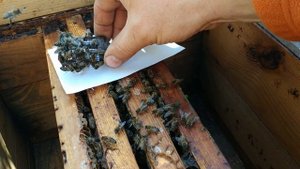 Подсадка молодой неплодной матки в сформированный отводок.