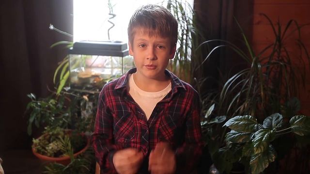 Реснитчатый бананоед, как правильно завести дома, как содержать бананоеда, как кормить бананоеда смотреть онлайн