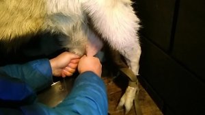 Техника доения коз "кулаком"