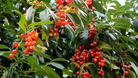 Вишня зимняя