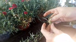 Черенкование гвоздики,примеры красивых кашпо.