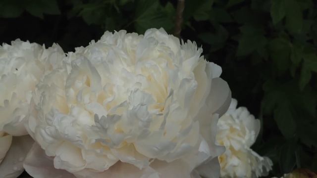 Самые ароматные пионы смотреть онлайн