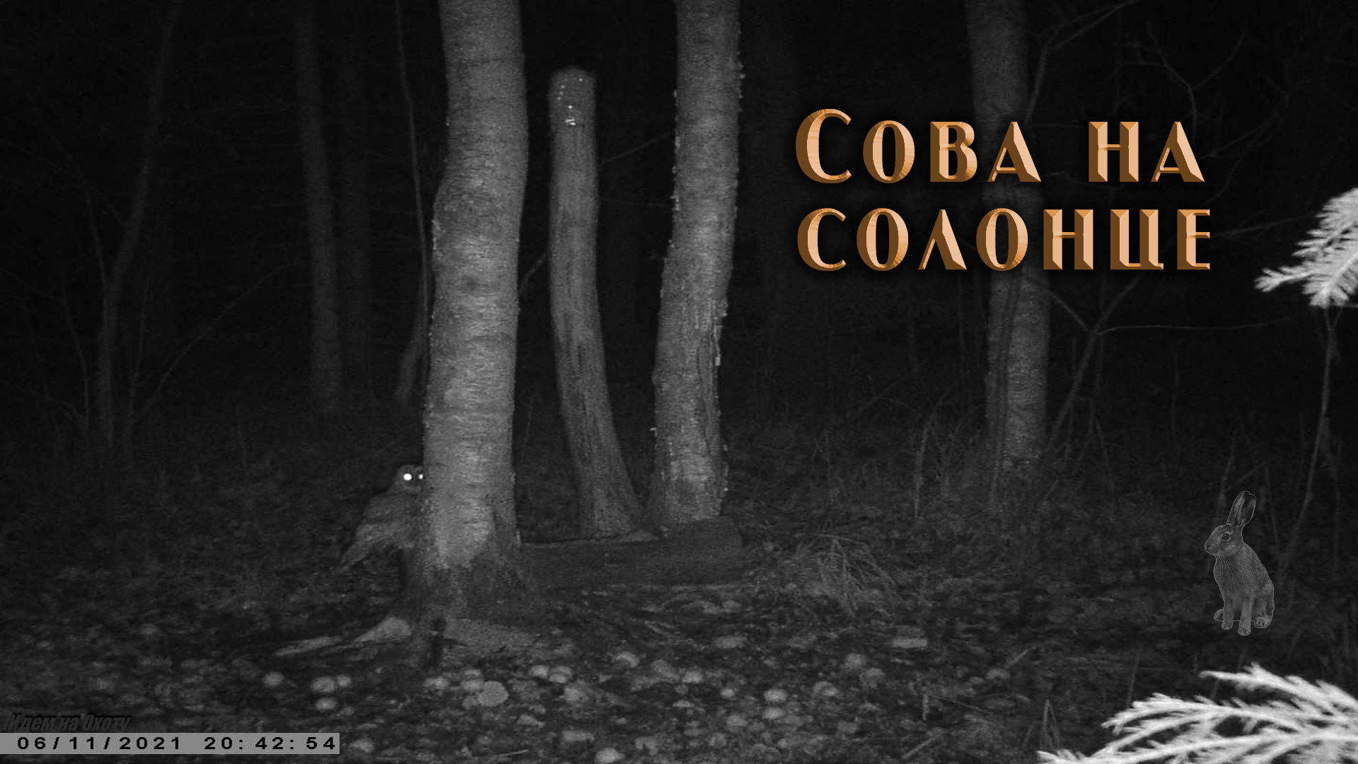 Заяц и сова. Видео с фотоловушки. смотреть онлайн
