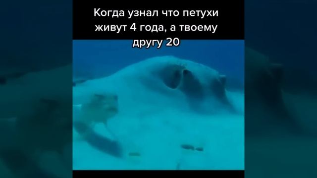 Петухи живут 4 года смотреть онлайн