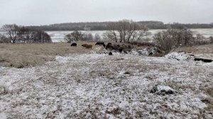 Зимний выпас овец