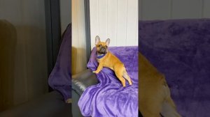 Французский бульдог щенок мальчик 4 месяца