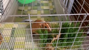 Влог/Обзор клетки морских свинок🐽