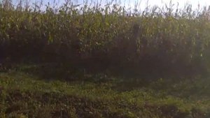 Скрипит пищит но їде"вожу кукурудзу"