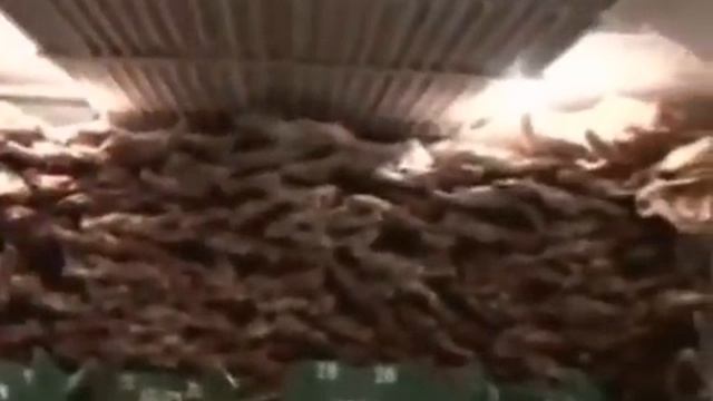 Подземные холодильники - Сюда спрячут все продукты во время искусственного голода смотреть онлайн