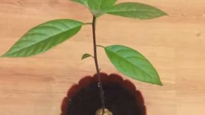 Фруктовые мини деревья на подоконнике  Плодовые комнатные растения