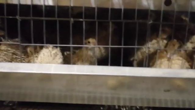 Перепела на мясо. Рентабельность.