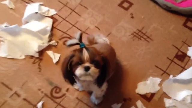 Собачка психанула смотреть онлайн