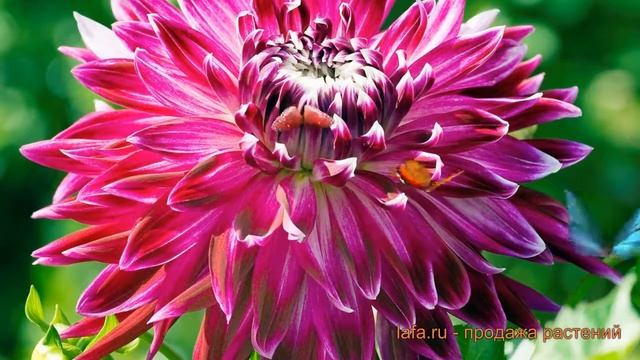 Георгина декоративная Ванкувер (dahlia vancouver) ? обзор: как сажать, луковицы георгины Ванкувер