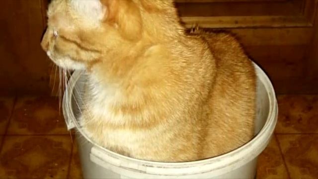 Во время обеда на кухню вошёл рыжий котёнок. Но никакого котёнка в семье не было, он проник тайком смотреть онлайн