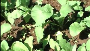 Прореживание моркови и свеклы  Как сделать чтобы гладиолусы цвели долго. Выпуск 170