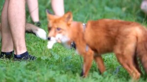 Домашние лисы. Встреча лисоводов Москвы и Подмосковья. 🦊🐺