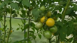 Три очень сладких желтых сорта помидоров, которые вырастила из своих семян