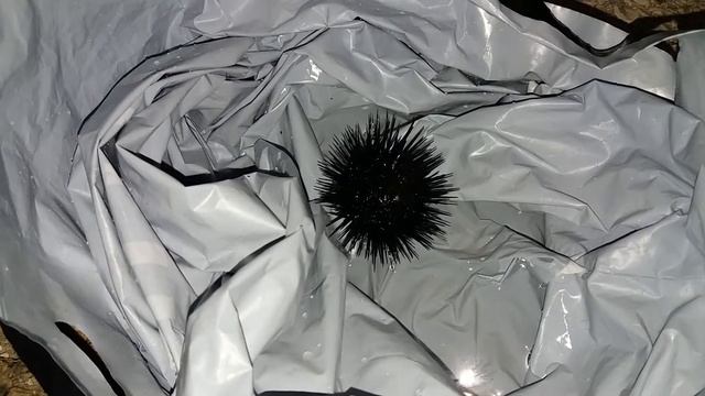 Морской ёж, Хорватия смотреть онлайн