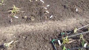 Цветы. Как и чем укрыть ирисы бородатые на зиму