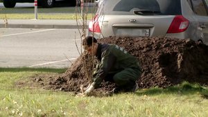 В 15 микрорайоне Нефтеюганска высадили живую изгородь