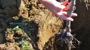 Колоновидный вид груши – сорта и правильный уход