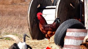 Rhode Island Red Rooster and Hen, Free Ranging Chickens producing Brown Eggs