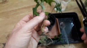 Плющ (Hedera). Посадка и черенкование. Грунт для черенкования плющей